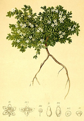 Herniaria alpina &copy; Anton Hartinger