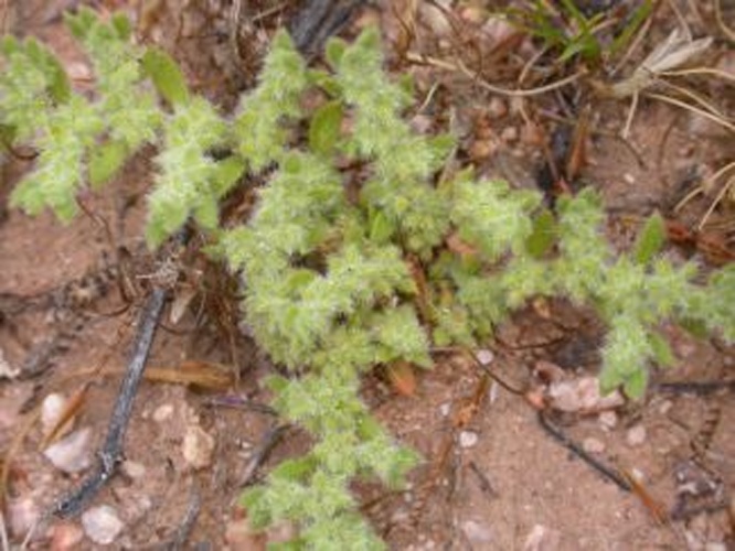 Herniaria hirsuta &copy; <span lang="en">Unknown</span>