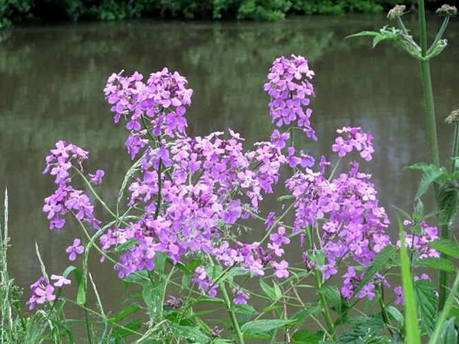 Hesperis matronalis &copy; <div class="fn value">
<a href="//commons.wikimedia.org/wiki/User:AnRo0002" title="User:AnRo0002">AnRo0002</a>
</div>