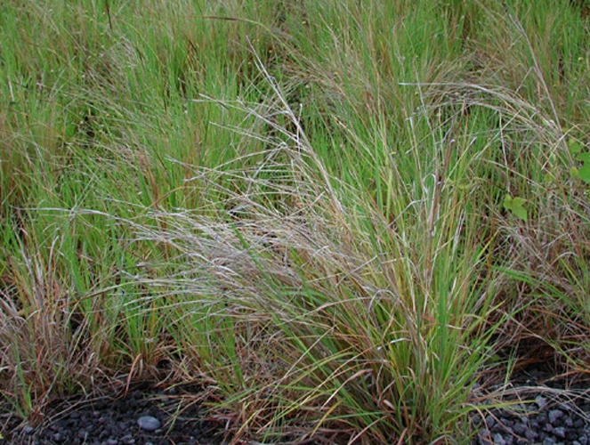 Heteropogon contortus © 