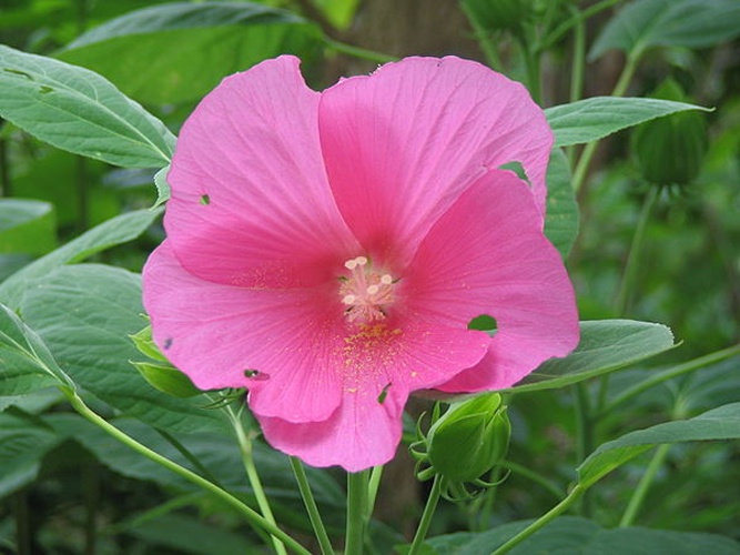 Hibiscus palustris © <a href="//www.flickr.com/people/97964364@N00" class="extiw" title="flickruser:97964364@N00">Aaron</a>