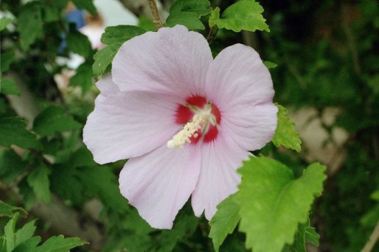 Hibiscus syriacus © Eric Kounce <a href="//commons.wikimedia.org/w/index.php?title=User:TexasRaiser&amp;action=edit&amp;redlink=1" class="new" title="User:TexasRaiser (page does not exist)">TexasRaiser</a>