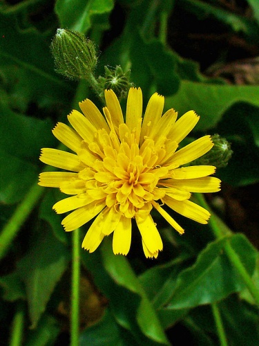 Hieracium amplexicaule &copy; H. Zell