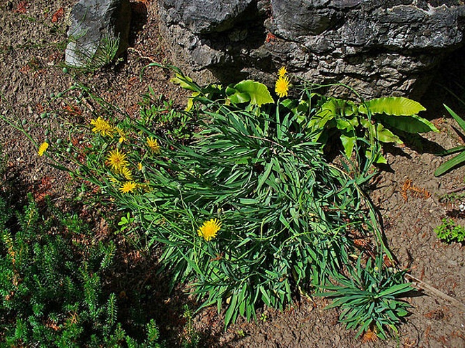 Hieracium bupleuroides © H. Zell