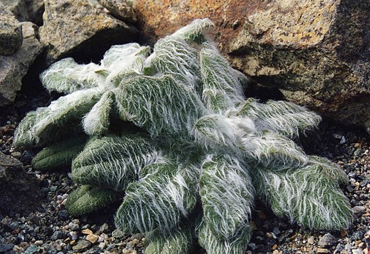 Hieracium eriophorum &copy; <a href="//commons.wikimedia.org/wiki/Ghislain118" class="mw-redirect" title="Ghislain118">Ghislain118 (AD) </a> <a rel="nofollow" class="external free" href="http://www.fleurs-des-montagnes.net">http://www.fleurs-des-montagnes.net</a>