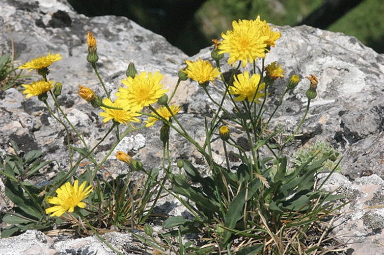 Hieracium humile © <a href="//commons.wikimedia.org/wiki/User:HermannSchachner" title="User:HermannSchachner">HermannSchachner</a>