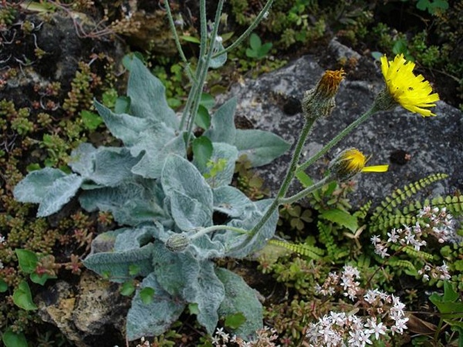 Hieracium lanatum &copy; <a href="https://en.wikipedia.org/wiki/fr:User:Bouba" class="extiw" title="w:fr:User:Bouba">Bouba</a> at <a href="https://en.wikipedia.org/wiki/fr:" class="extiw" title="w:fr:">French Wikipedia</a>