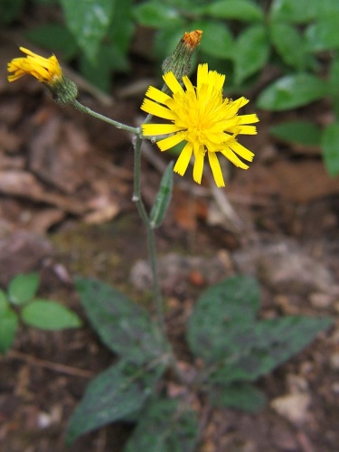 Hieracium maculatum &copy; <a href="//commons.wikimedia.org/wiki/User:Pipi69e" title="User:Pipi69e">Pipi69e</a>