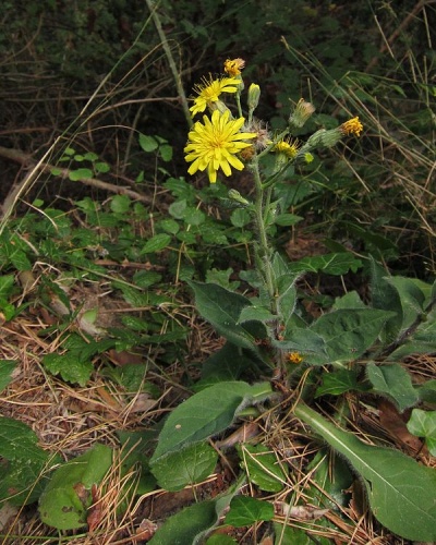Hieracium nobile © <a href="//commons.wikimedia.org/w/index.php?title=User:JmGuasch&amp;action=edit&amp;redlink=1" class="new" title="User:JmGuasch (page does not exist)">JmGuasch</a>