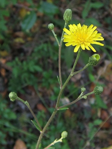Hieracium sabaudum © <a href="//commons.wikimedia.org/w/index.php?title=User:JmGuasch&amp;action=edit&amp;redlink=1" class="new" title="User:JmGuasch (page does not exist)">JmGuasch</a>