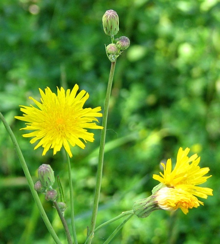 Hieracium umbellatum © <a href="//commons.wikimedia.org/wiki/User:Dger" title="User:Dger">D. Gordon E. Robertson</a>