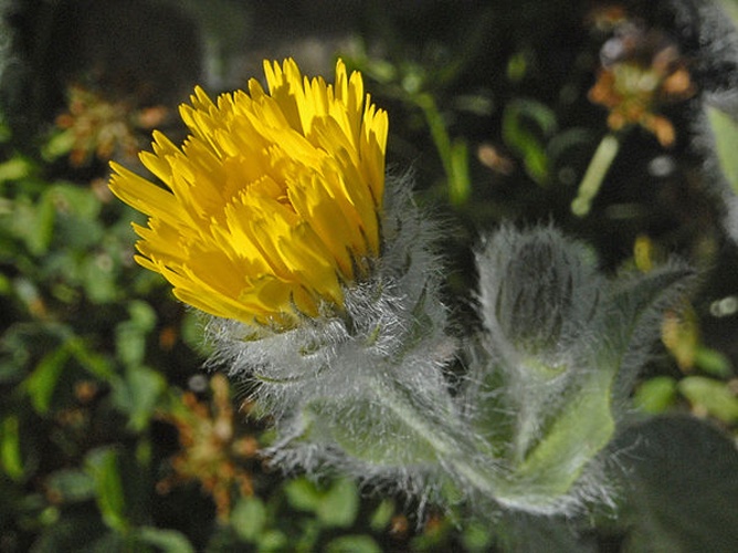 Hieracium villosum &copy; <a href="//commons.wikimedia.org/wiki/User:Hectonichus" title="User:Hectonichus">Hectonichus</a>