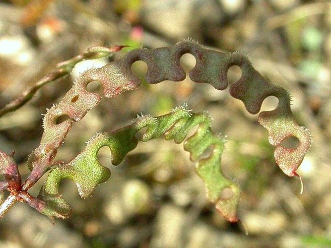 Hippocrepis ciliata © <a href="//commons.wikimedia.org/wiki/User:Vojt%C4%9Bch_Zavadil" title="User:Vojtěch Zavadil">Vojtěch Zavadil</a>