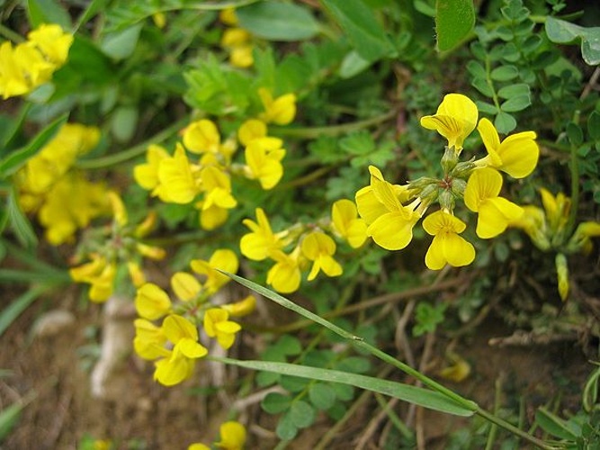 Hippocrepis comosa &copy; 