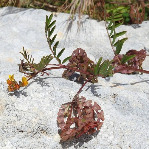 Hippocrepis multisiliquosa © <a href="//commons.wikimedia.org/wiki/User:Robert_Flogaus-Faust" title="User:Robert Flogaus-Faust">Robert Flogaus-Faust</a>