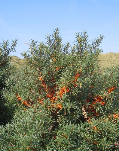 Hippophae rhamnoides © No machine-readable author provided. <a href="//commons.wikimedia.org/wiki/User:Svdmolen" title="User:Svdmolen">Svdmolen</a> assumed (based on copyright claims).