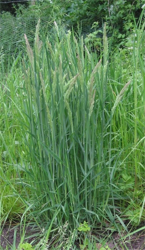 Holcus lanatus &copy; <a href="//commons.wikimedia.org/wiki/User:Rasbak" title="User:Rasbak">Rasbak</a>