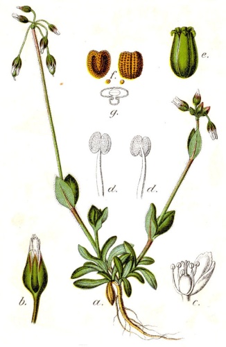 jagged chickweed &copy; Johann Georg Sturm, Painted by <a href="https://en.wikipedia.org/wiki/Jacob_Sturm" class="extiw" title="en:Jacob Sturm">Jacob Sturm</a>; published by Kurt Stüber