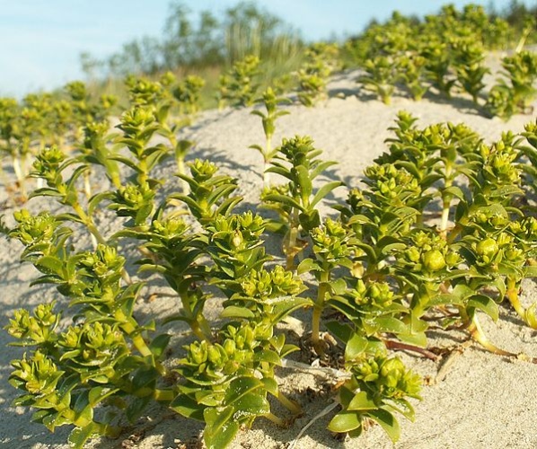 Honckenya peploides &copy; Krzysztof Ziarnek