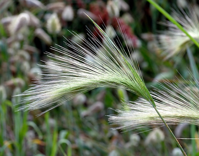 Hordeum jubatum © <p>André Karwath aka <a href="//commons.wikimedia.org/wiki/User:Aka" title="User:Aka">Aka</a>
</p>