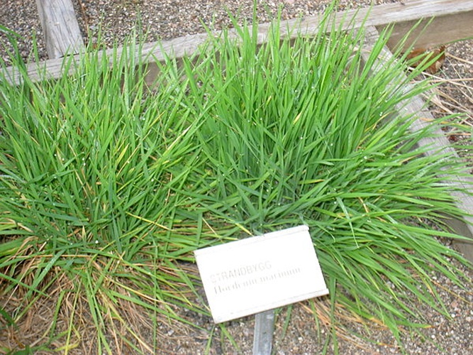 Hordeum marinum &copy; <a href="//commons.wikimedia.org/wiki/User:Daderot" title="User:Daderot">Daderot</a>
