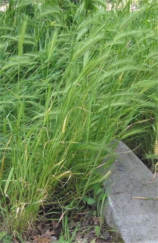 Hordeum murinum &copy; <a href="//commons.wikimedia.org/wiki/User:Rasbak" title="User:Rasbak">Rasbak</a>