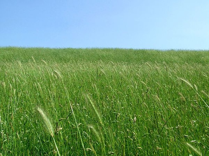 Hordeum secalinum &copy; <a href="//commons.wikimedia.org/wiki/User:TomCatX" title="User:TomCatX">TomCatX</a>
