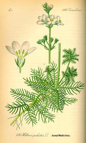 Hottonia palustris © 