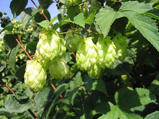 Humulus lupulus © No machine-readable author provided. <a href="//commons.wikimedia.org/wiki/User:Hagen_Graebner" title="User:Hagen Graebner">Hagen Graebner</a> assumed (based on copyright claims).