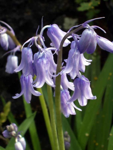 Hyacinthoides hispanica © 