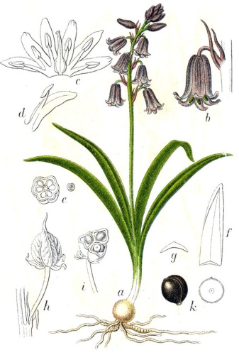 Hyacinthoides non-scripta &copy; Johann Georg Sturm (Painter: <a href="https://en.wikipedia.org/wiki/Jacob_Sturm" class="extiw" title="en:Jacob Sturm">Jacob Sturm</a>)