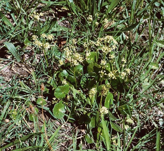 Hydrocotyle bonariensis © <a href="//commons.wikimedia.org/wiki/User:Franz_Xaver" title="User:Franz Xaver">Franz Xaver</a>