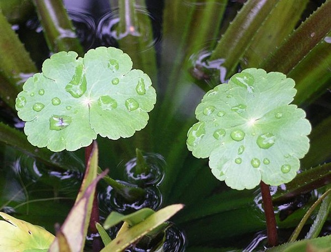 Hydrocotyle ranunculoides &copy; No machine-readable author provided. <a href="//commons.wikimedia.org/wiki/User:Velela" title="User:Velela">Velela</a> assumed (based on copyright claims).