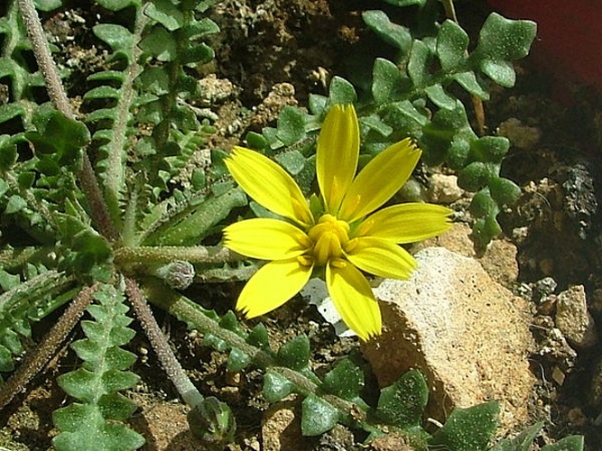 Hyoseris radiata © <a href="//commons.wikimedia.org/w/index.php?title=User:Jeffrey_Sciberras&amp;action=edit&amp;redlink=1" class="new" title="User:Jeffrey Sciberras (page does not exist)">Jeffrey Sciberras</a>