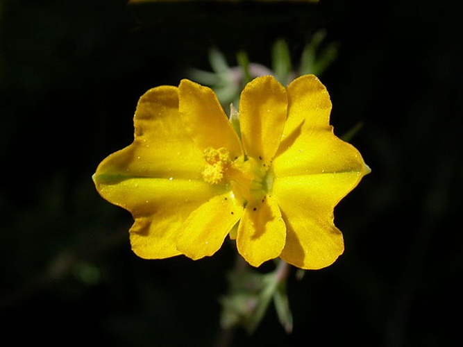 Hypecoum imberbe &copy; <a href="//commons.wikimedia.org/wiki/User:Adrian198cm" title="User:Adrian198cm">Adrian198cm</a>