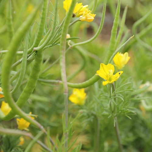 Hypecoum procumbens © <a href="//commons.wikimedia.org/wiki/User:C_T_Johansson" class="mw-redirect" title="User:C T Johansson">C T Johansson</a>