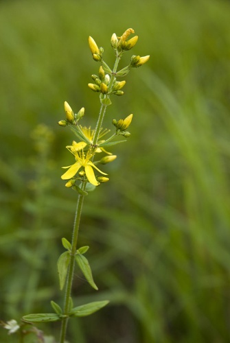 Hypericum hirsutum &copy; <a href="//commons.wikimedia.org/wiki/User:Pichard" title="User:Pichard">Olivier Pichard</a>
