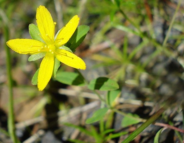 Hypericum humifusum &copy; <a href="//commons.wikimedia.org/wiki/User:Fornax" title="User:Fornax">Fornax</a>