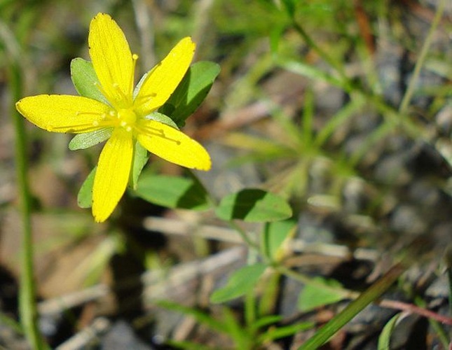 Hypericum humifusum © <a href="//commons.wikimedia.org/wiki/User:Fornax" title="User:Fornax">Fornax</a>