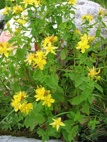 Hypericum maculatum &copy; 