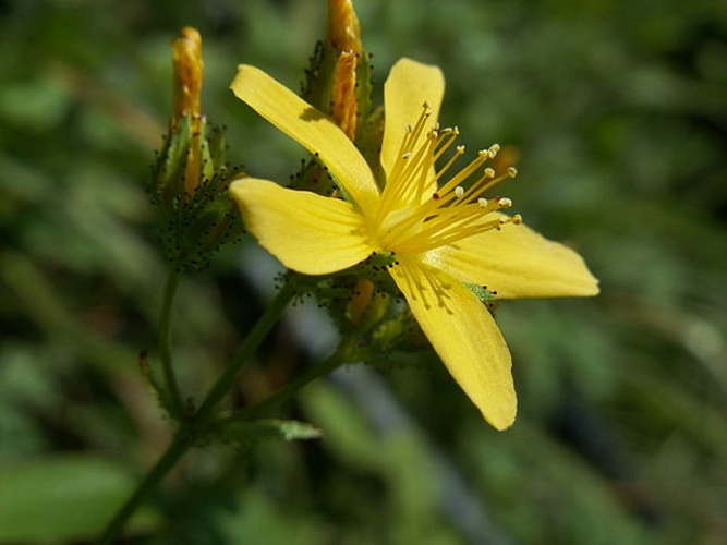 Hypericum montanum &copy; 