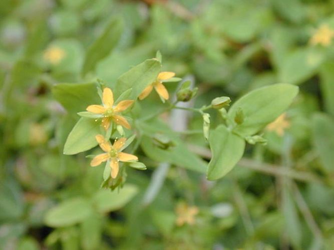 Hypericum mutilum &copy; <a rel="nofollow" class="external text" href="http://www.hear.org/starr/">Forest &amp; Kim Starr</a>