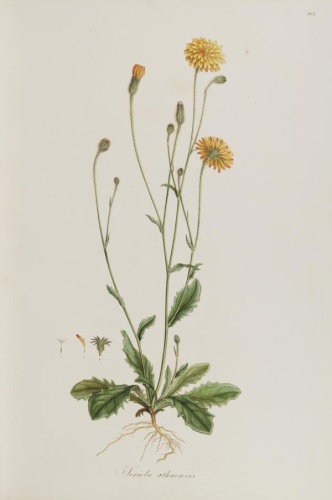 Hypochaeris achyrophorus &copy; <a href="//commons.wikimedia.org/wiki/User:Oceancetaceen" title="User:Oceancetaceen">Oceancetaceen - Alice Chodura</a>