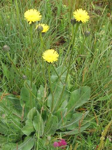 Hypochaeris maculata &copy; <a href="//commons.wikimedia.org/wiki/User:HermannSchachner" title="User:HermannSchachner">HermannSchachner</a>