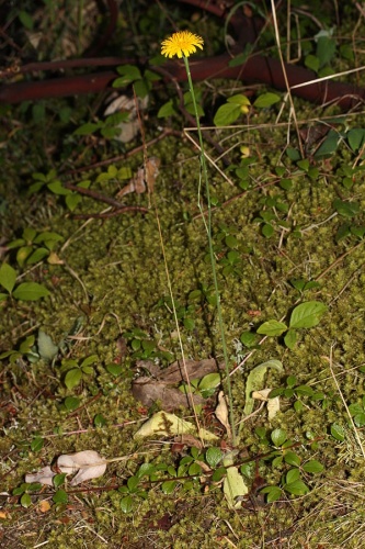 Hypochaeris radicata &copy; <a href="//commons.wikimedia.org/wiki/User:Wsiegmund" title="User:Wsiegmund">Walter Siegmund</a> <a href="//commons.wikimedia.org/wiki/User_talk:Wsiegmund" title="User talk:Wsiegmund">(talk)</a>