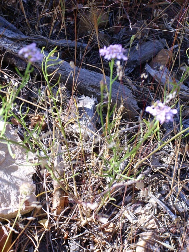 Iberis ciliata &copy; <a href="//commons.wikimedia.org/wiki/User:Javier_martin" title="User:Javier martin">Javier martin</a>