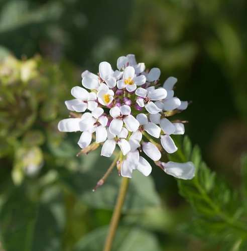 Iberis pinnata &copy; <a href="//commons.wikimedia.org/wiki/User:Dinkum" title="User:Dinkum">Dinkum</a>