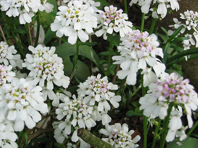 Iberis sempervirens © No machine-readable author provided. <a href="//commons.wikimedia.org/wiki/User:Heron2" title="User:Heron2">Heron2</a> assumed (based on copyright claims).