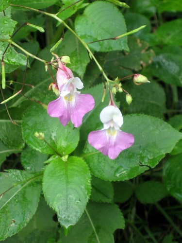 Impatiens balfourii &copy; <a rel="nofollow" class="external text" href="https://www.flickr.com/photos/95905799@N00">Joan Simon</a>