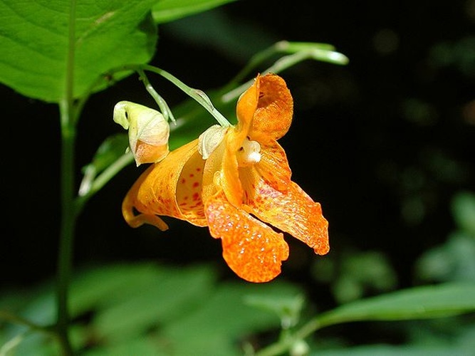 Impatiens capensis © <a href="//commons.wikimedia.org/wiki/User:Dysmachus" title="User:Dysmachus">Fritz Geller-Grimm</a>